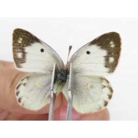 Colias poliographus ssp. China, Yunnan, Xiangerila, S of Weixi county. 2M1F. Pier-Coli-21417.