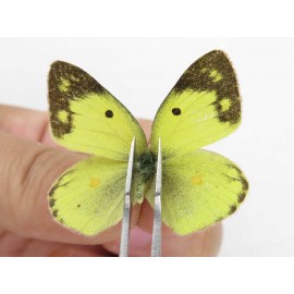 Colias poliographus ssp. China, Yunnan, Xiangerila, S of Weixi county. 2M1F. Pier-Coli-21417.