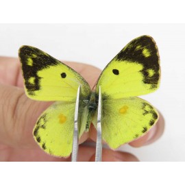 Colias poliographus ssp. China, Yunnan, Xiangerila, S of Weixi county. 2M1F. Pier-Coli-21417.