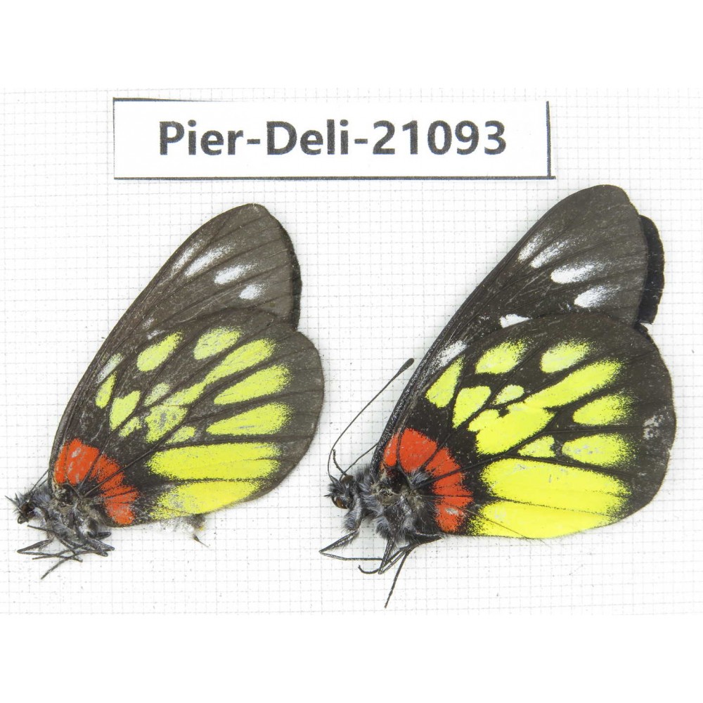 Delias pasithoe ssp. China, Guangxi, Baise area, Pingguo county. 1P. Pier-Deli-21093.