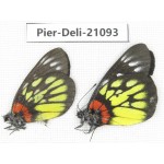 Delias pasithoe ssp. China, Guangxi, Baise area, Pingguo county. 1P. Pier-Deli-21093.