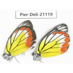 Delias hyparete ssp. China, Guangxi, Baise area, Pingguo county. 1P. Pier-Deli-21119.