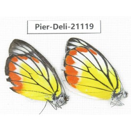 Delias hyparete ssp. China, Guangxi, Baise area, Pingguo county. 1P. Pier-Deli-21119.