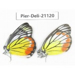 Delias hyparete ssp. China, Guangxi, Baise area, Pingguo county. 1P. Pier-Deli-21120.