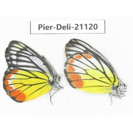 Delias hyparete ssp. China, Guangxi, Baise area, Pingguo county. 1P. Pier-Deli-21120.