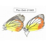 Delias hyparete ssp. China, Guangxi, Baise, Mt.Cenwanglaoshan. 1P. Pier-Deli-21569.