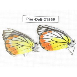 Delias hyparete ssp. China, Guangxi, Baise, Mt.Cenwanglaoshan. 1P. Pier-Deli-21569.