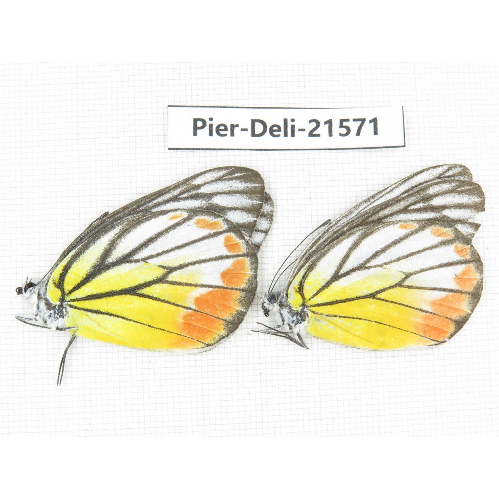 Delias hyparete ssp. China, Guangxi, Baise, Mt.Cenwanglaoshan. 2M. Pier-Deli-21571.