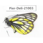 Delias subnubila ssp. China, Sichuan, Batang county. 1M. Pier-Deli-21003.