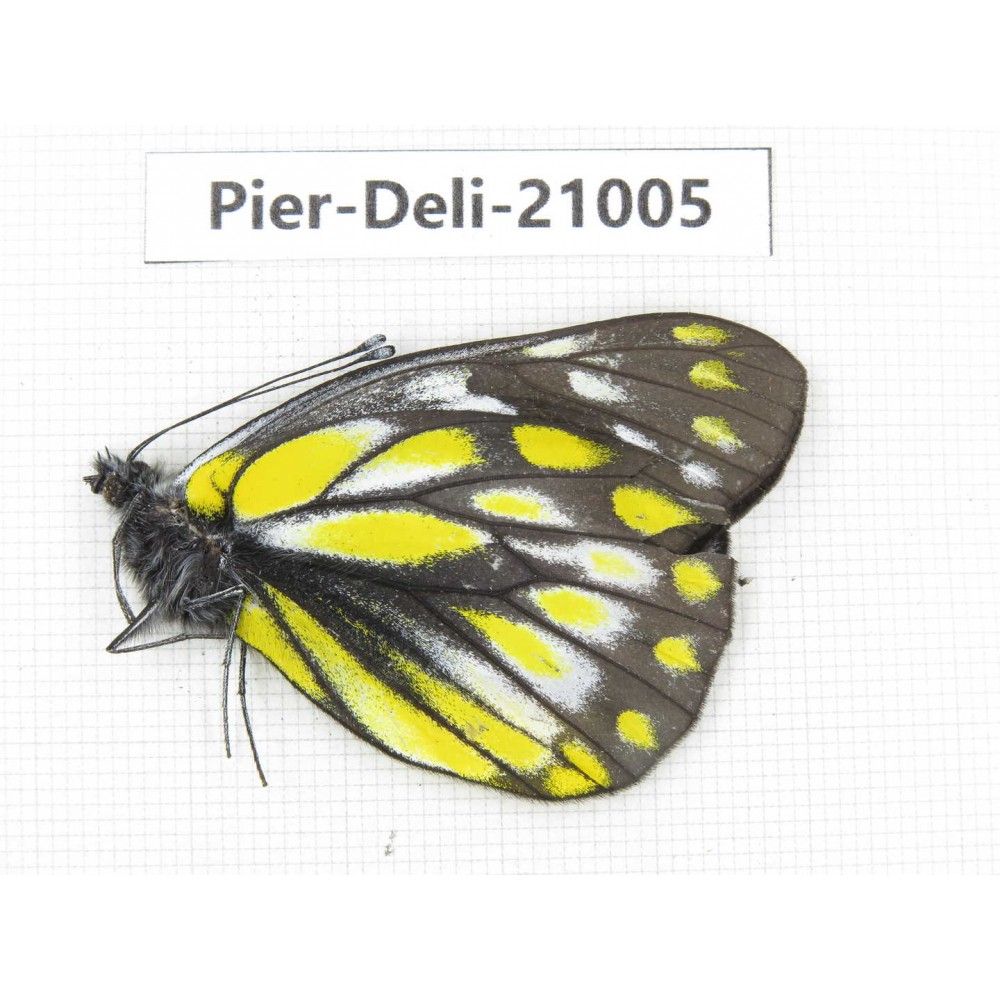 Delias subnubila ssp. China, Sichuan, Batang county. 1M. Pier-Deli-21005.