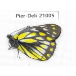 Delias subnubila ssp. China, Sichuan, Batang county. 1M. Pier-Deli-21005.