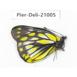 Delias subnubila ssp. China, Sichuan, Batang county. 1M. Pier-Deli-21005.