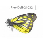 Delias subnubila ssp. China, Sichuan, Batang county. 1M. Pier-Deli-21032.