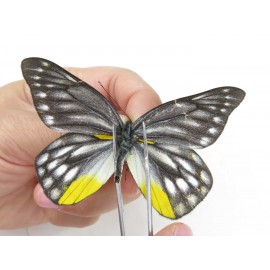 Delias subnubila ssp. China, Sichuan, Batang county. 1M. Pier-Deli-21032.