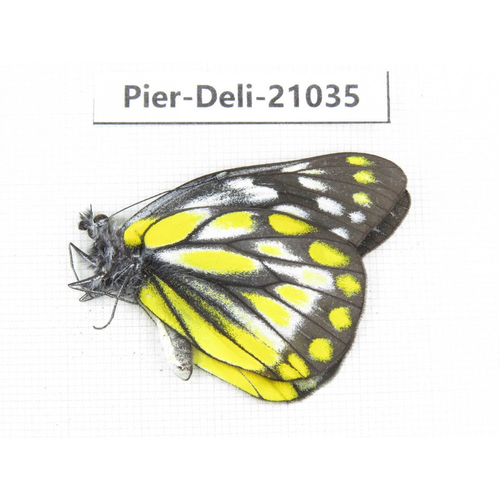 Delias subnubila ssp. China, Sichuan, Batang county. 1M. Pier-Deli-21035.