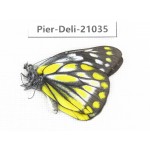 Delias subnubila ssp. China, Sichuan, Batang county. 1M. Pier-Deli-21035.