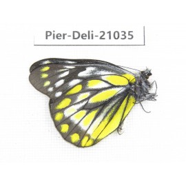 Delias subnubila ssp. China, Sichuan, Batang county. 1M. Pier-Deli-21035.