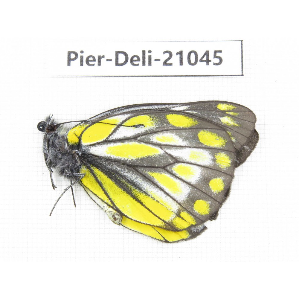 Delias subnubila ssp. China, Sichuan, Batang county. 1M. Pier-Deli-21045.