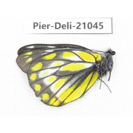 Delias subnubila ssp. China, Sichuan, Batang county. 1M. Pier-Deli-21045.