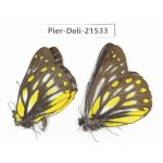 Delias partrua ssp & Delias subnubila ssp. China, Sichuan, Yajiang county. 2M. Pier-Deli-21533.
