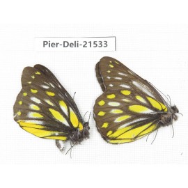 Delias partrua ssp & Delias subnubila ssp. China, Sichuan, Yajiang county. 2M. Pier-Deli-21533.