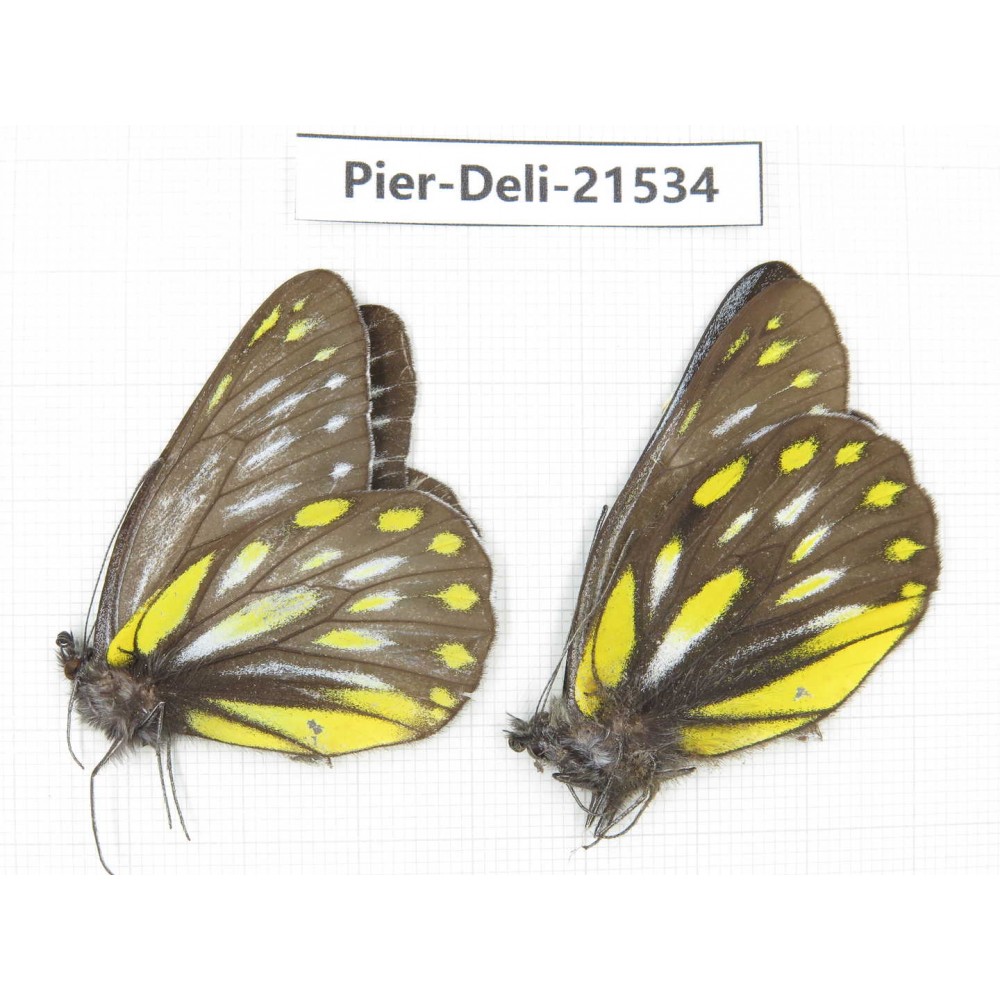 Delias partrua ssp. China, Sichuan, Yajiang county. 2M. Pier-Deli-21534.