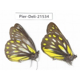 Delias partrua ssp. China, Sichuan, Yajiang county. 2M. Pier-Deli-21534.