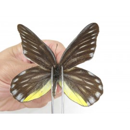 Delias partrua ssp. China, Sichuan, Yajiang county. 2M. Pier-Deli-21534.