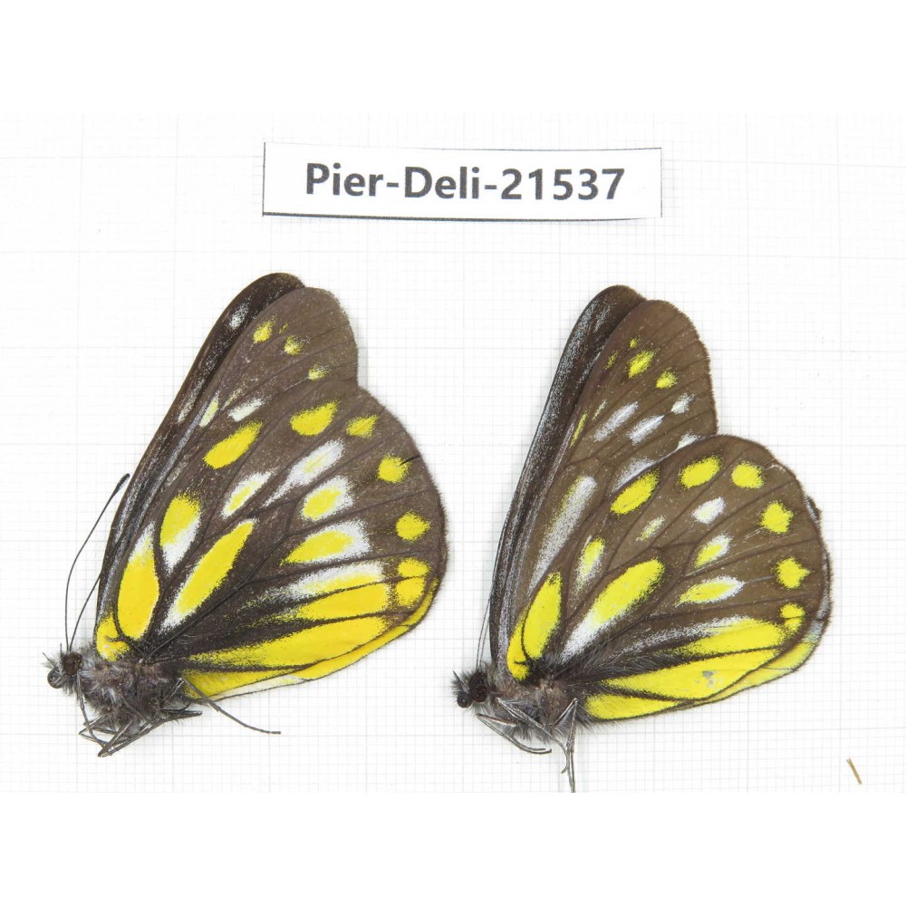 Delias partrua ssp & Delias subnubila ssp. China, Sichuan, Yajiang county. 2M. Pier-Deli-21537.