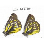 Delias partrua ssp & Delias subnubila ssp. China, Sichuan, Yajiang county. 2M. Pier-Deli-21537.