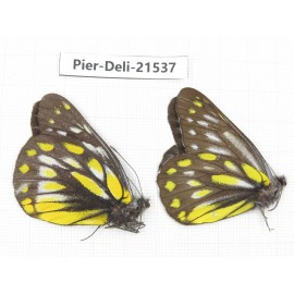 Delias partrua ssp & Delias subnubila ssp. China, Sichuan, Yajiang county. 2M. Pier-Deli-21537.