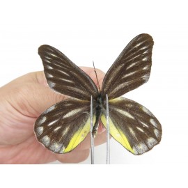 Delias partrua ssp & Delias subnubila ssp. China, Sichuan, Yajiang county. 2M. Pier-Deli-21537.