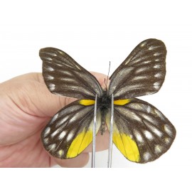 Delias partrua ssp & Delias subnubila ssp. China, Sichuan, Yajiang county. 2M. Pier-Deli-21537.