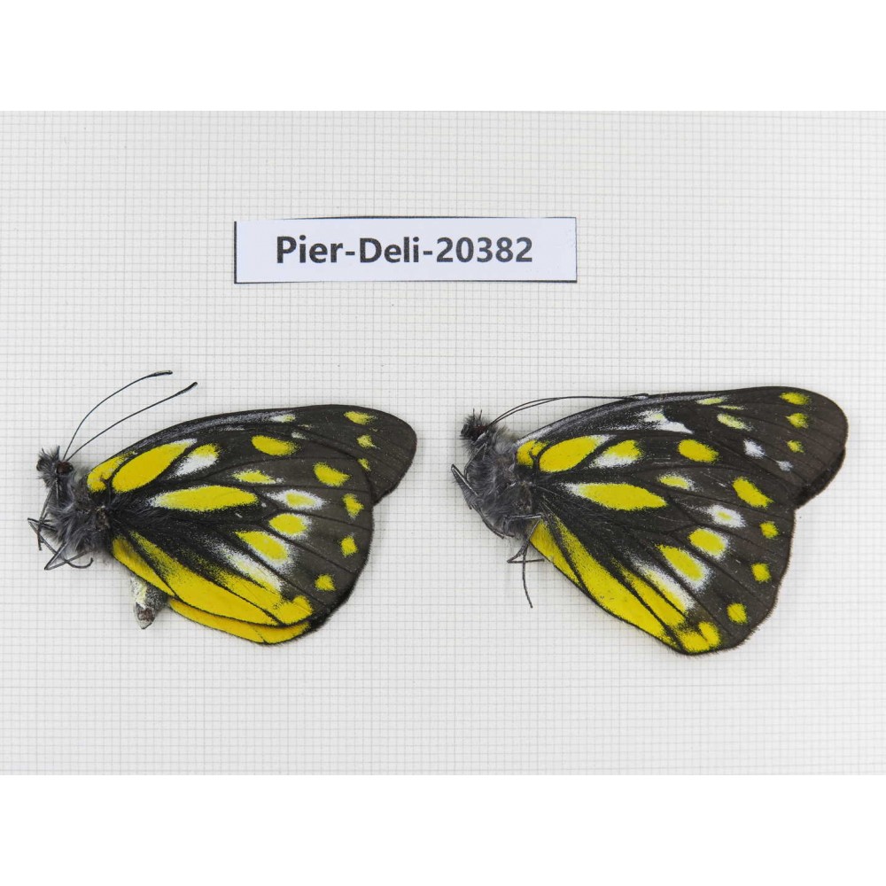 Delias subnubila ssp. China, Tibet, Chayu, Chawalong, NW of Mt. Nushan(Yunnan border). 2M. Pier-Deli-20382.