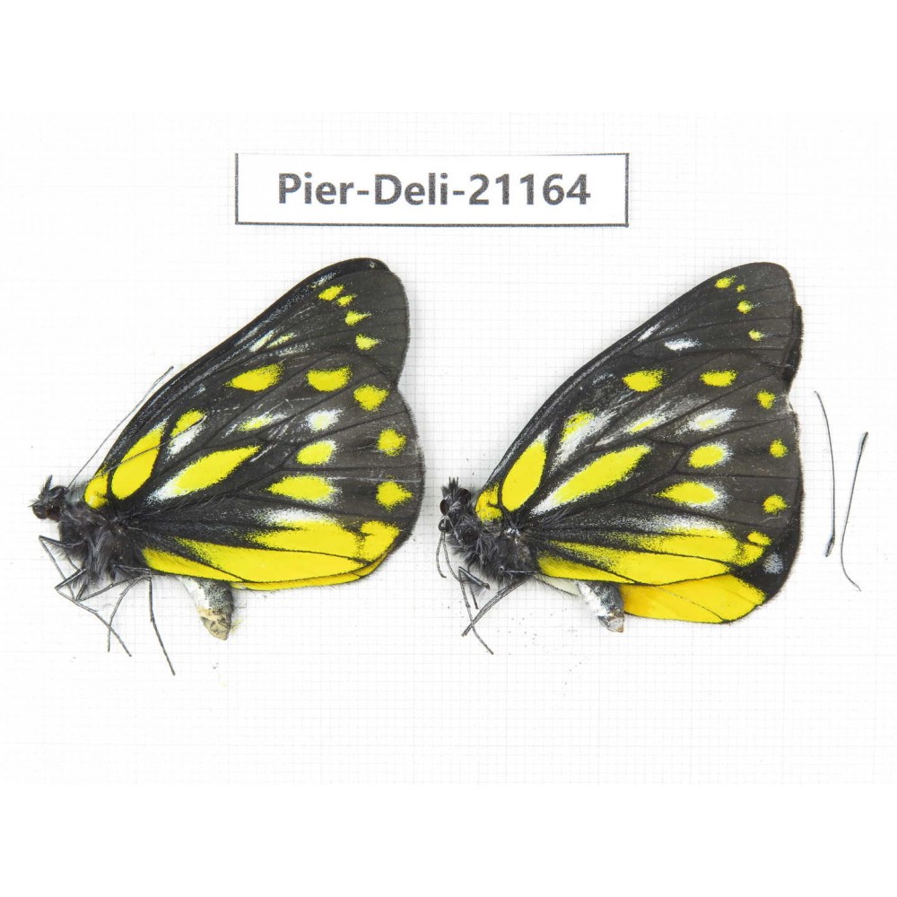 Delias sanaca perspicua. China, Yunnan, Dali, C of Mt.Cangshan. 2M. Pier-Deli-21164.