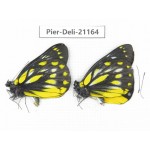Delias sanaca perspicua. China, Yunnan, Dali, C of Mt.Cangshan. 2M. Pier-Deli-21164.
