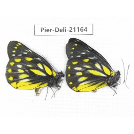 Delias sanaca perspicua. China, Yunnan, Dali, C of Mt.Cangshan. 2M. Pier-Deli-21164.