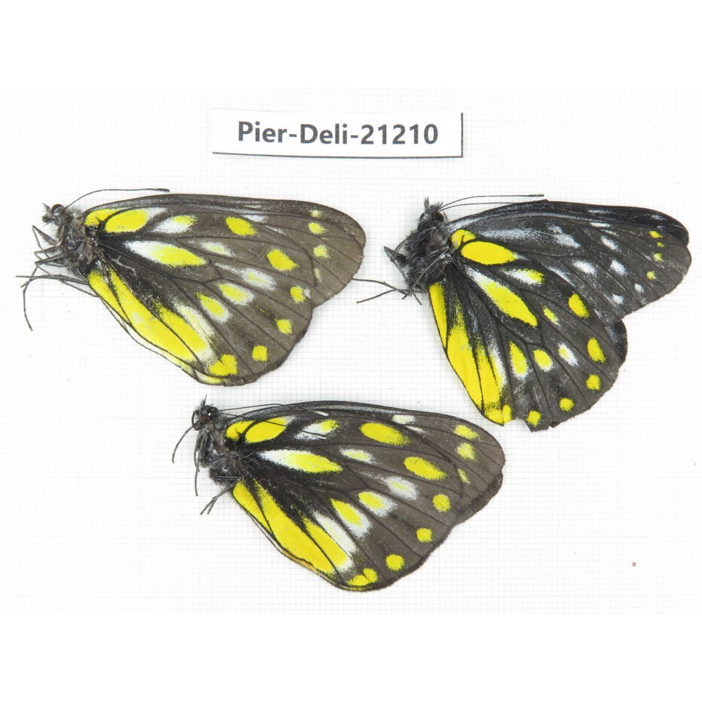 Delias sanaca perspicua & Delias lativitta yunnana. China, Yunnan, Dali, C of Mt.Cangshan. 3M. Pier-Deli-21210.