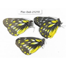 Delias sanaca perspicua & Delias lativitta yunnana. China, Yunnan, Dali, C of Mt.Cangshan. 3M. Pier-Deli-21210.