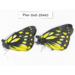 Delias sanaca perspicua. China, Yunnan, Dali, N of Mt.Cangshan. 2M. Pier-Deli-20443.