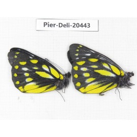 Delias sanaca perspicua. China, Yunnan, Dali, N of Mt.Cangshan. 2M. Pier-Deli-20443.
