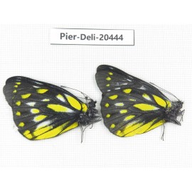 Delias sanaca perspicua. China, Yunnan, Dali, N of Mt.Cangshan. 2M. Pier-Deli-20444.