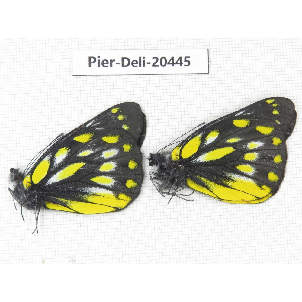 Delias subnubila ssp. China, Yunnan, Dali, N of Mt.Cangshan. 2M. Pier-Deli-20445.