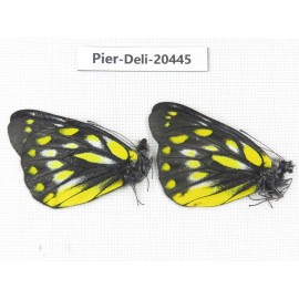 Delias subnubila ssp. China, Yunnan, Dali, N of Mt.Cangshan. 2M. Pier-Deli-20445.