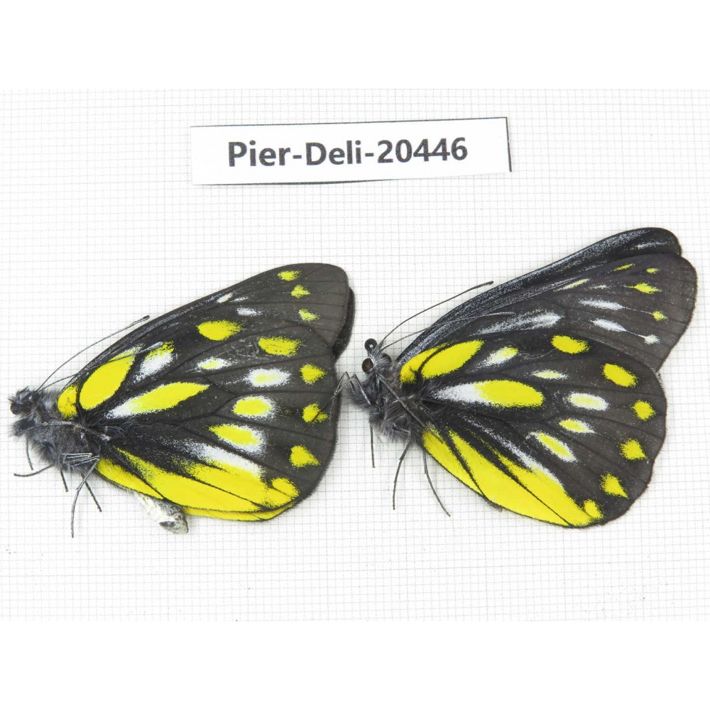 Delias subnubila ssp. China, Yunnan, Dali, N of Mt.Cangshan. 2M. Pier-Deli-20446.