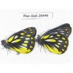 Delias subnubila ssp. China, Yunnan, Dali, N of Mt.Cangshan. 2M. Pier-Deli-20446.