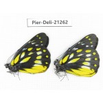 Delias sanaca perspicua. China, Yunnan, Dehong area, Yingjiang county. 2M. Pier-Deli-21262.