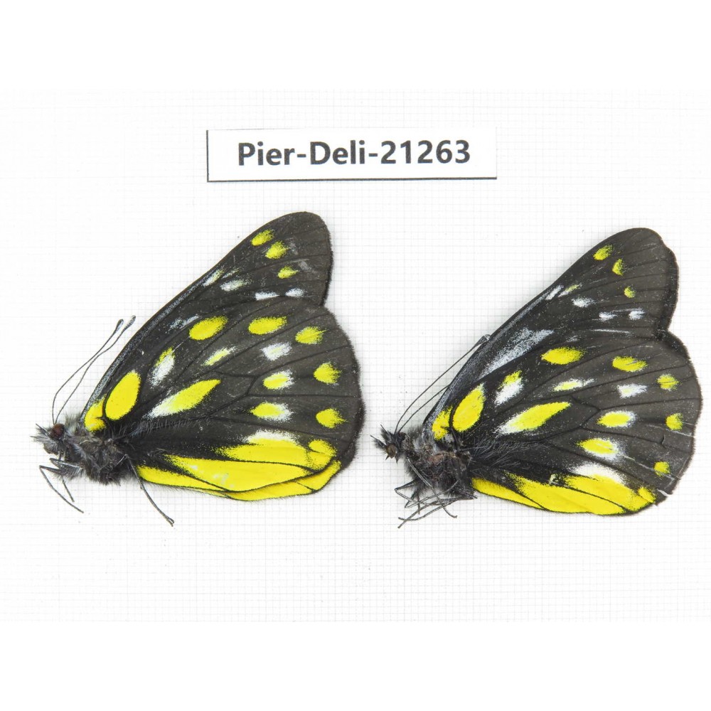 Delias sanaca perspicua. China, Yunnan, Dehong area, Yingjiang county. 2M. Pier-Deli-21263.