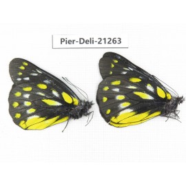 Delias sanaca perspicua. China, Yunnan, Dehong area, Yingjiang county. 2M. Pier-Deli-21263.