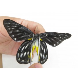 Delias sanaca perspicua. China, Yunnan, Dehong area, Yingjiang county. 2M. Pier-Deli-21263.